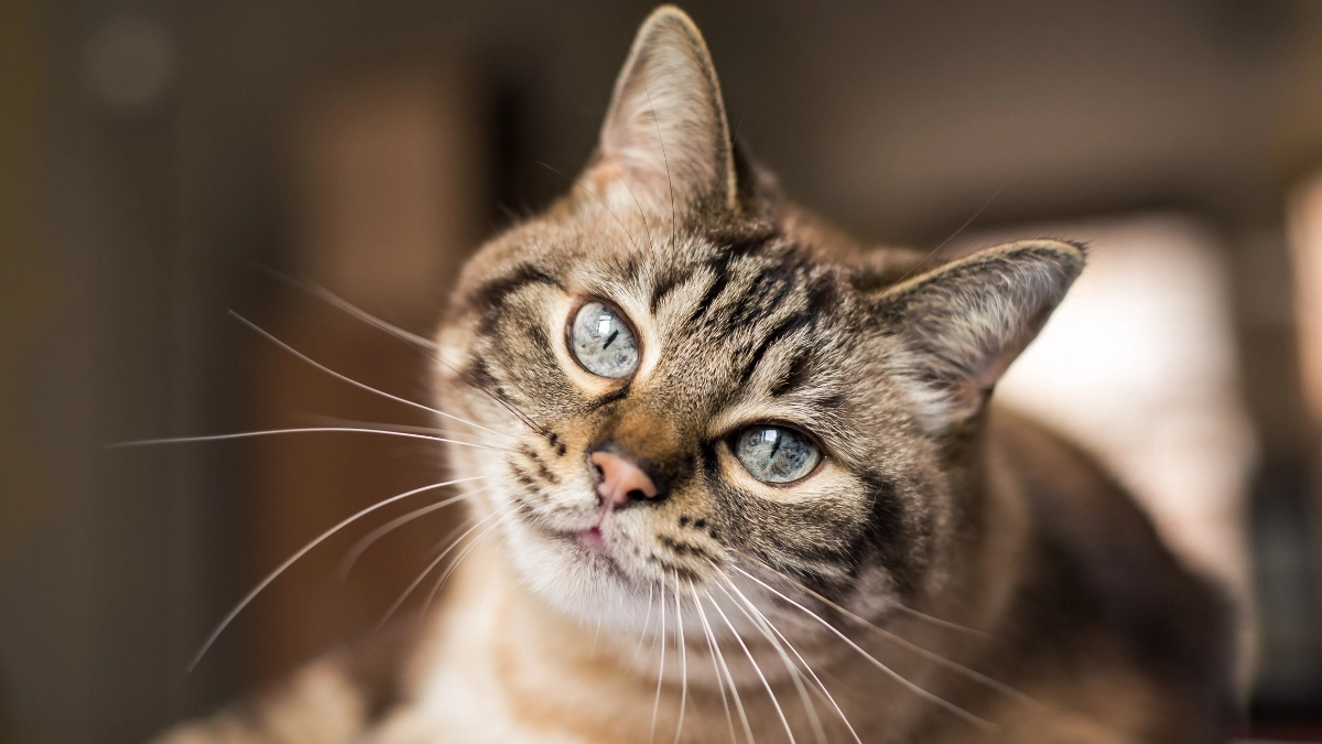 gato